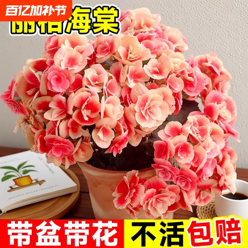 重瓣丽格海棠花盆栽带花客厅天竺葵室内长寿花卉植物阳台四季开花