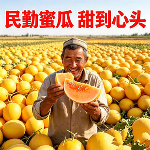 爆甜甘肃民勤沙漠蜜瓜金红脆蜜瓜水果当季黄皮甜瓜9斤装批发包邮