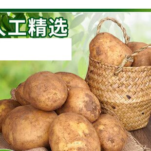 黄皮黄心土豆2026新鲜现挖种植粉面洋芋马铃薯