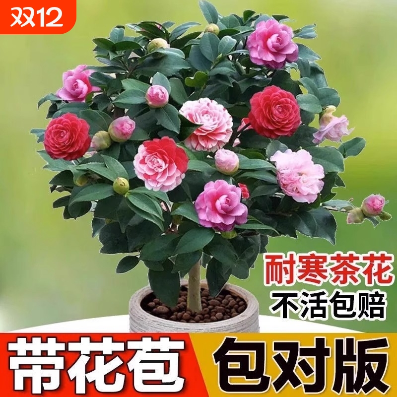 山茶花树苗五色赤丹盆栽花卉绿植物玫瑰花好养四季种开花阳台耐寒