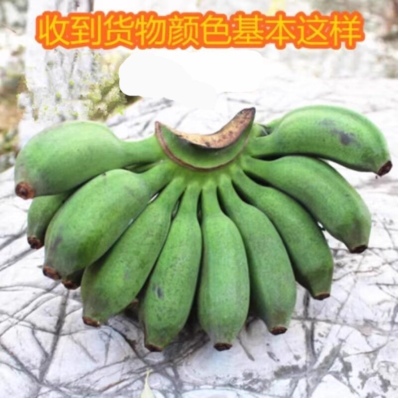 广西小米蕉香蕉新鲜当季整箱水果焦小米芭蕉青焦包邮现摘粉蕉香甜