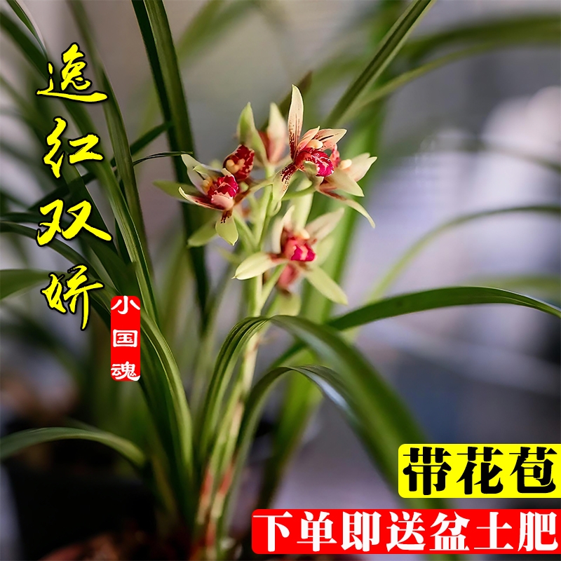 建兰小国魂带花苞浓香型四季兰花苗室内耐阴好养勤花绿植盆栽花卉