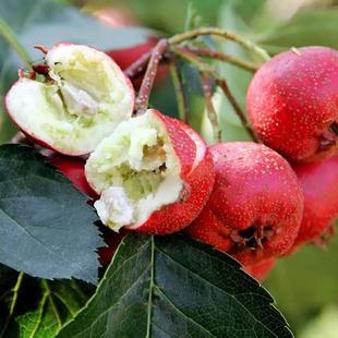 新鲜山楂果大山楂鲜果红果鲜山楂金星山里红冰糖葫芦用现摘生山楂