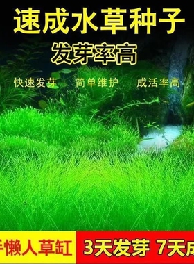 四季速成水草种子水族鱼缸造景景观淡水植物大对叶牛毛草小对叶