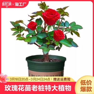 [玫瑰花苗老桩特大花带花苞花卉绿植物盆栽月季蔷薇室内外阳台四季]
