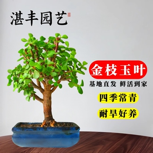 金枝玉叶盆栽老桩树苗盆栽马齿苋树小苗多肉美观好养活盆景