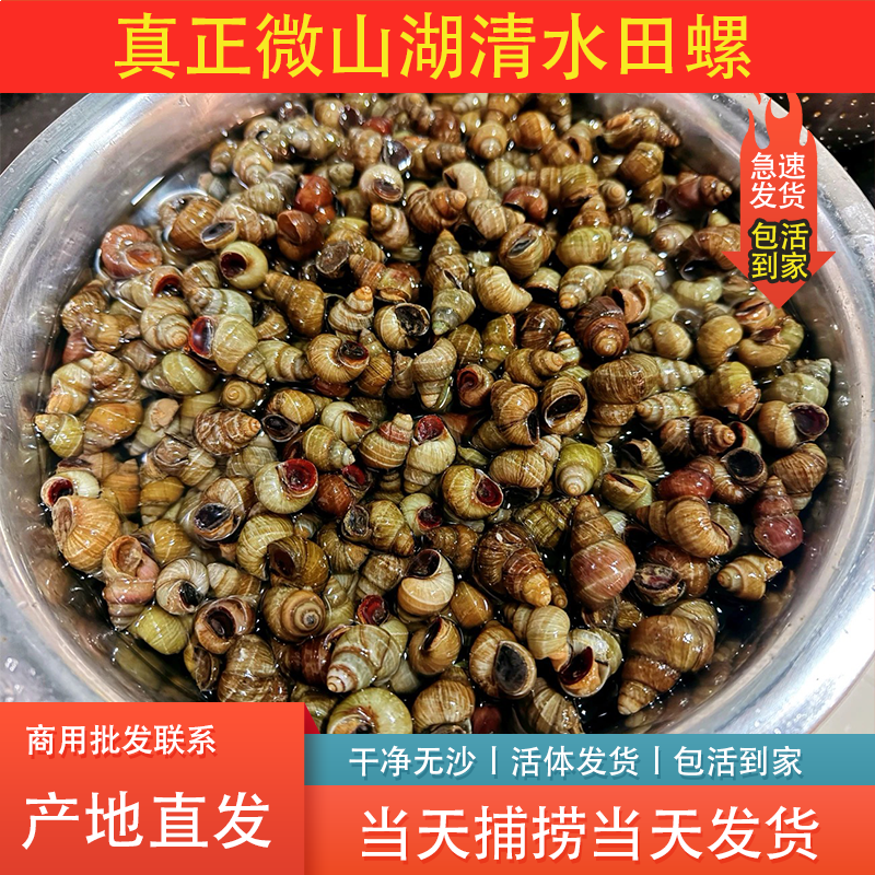 微山湖清水剪尾田螺鲜活剪尾螺丝粉无沙螺蛳专用饭店商用批量发货