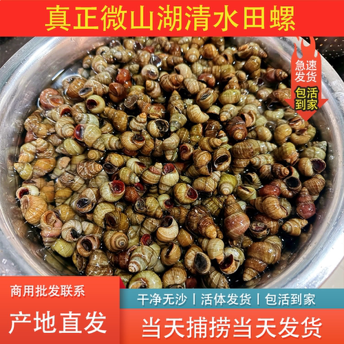 微山湖鲜活田螺现捞清水无泥无沙