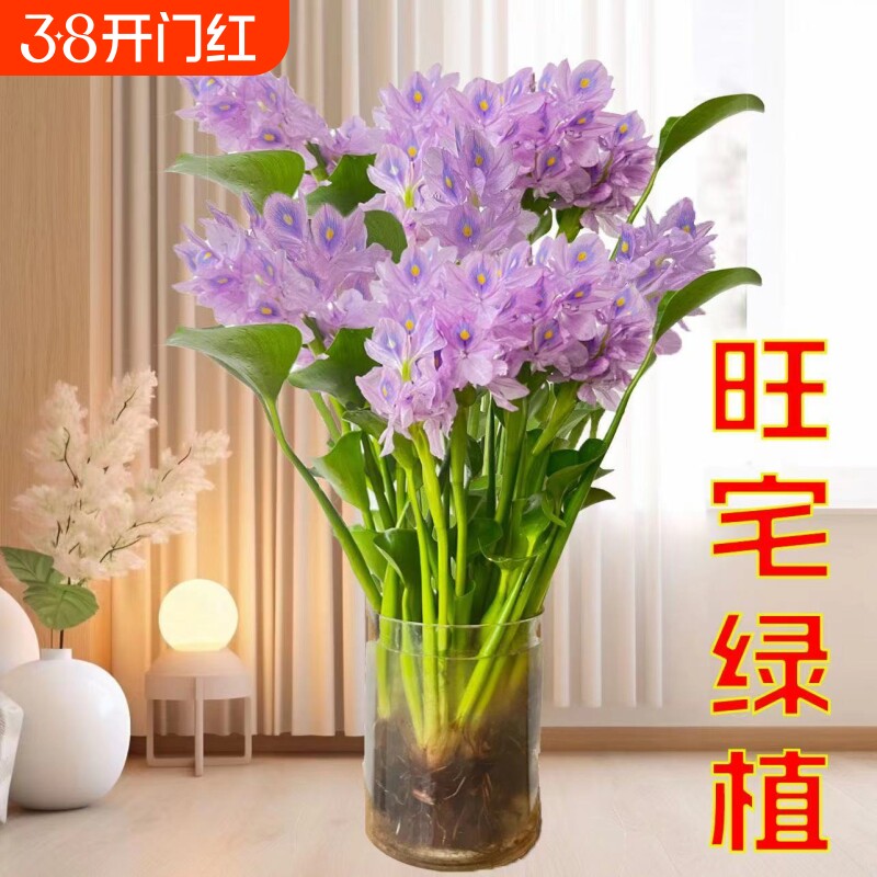 招财水培植物花卉桌面盆栽客厅办公室懒人水养水培绿植室内旺宅