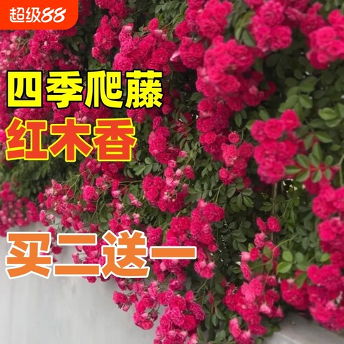 四季红木香花苗爬藤植物庭院无刺