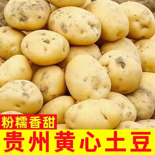 今年新黄心土豆新鲜蔬菜洋芋粉面包邮10斤马铃薯自种