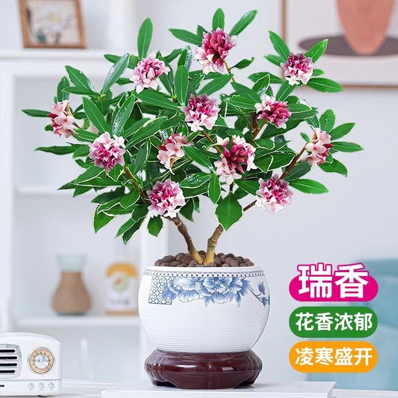 金边瑞香盆栽浓香带花苞室内观花植物耐寒花卉好养年宵花多规格图片