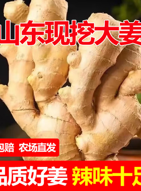 正宗山东生姜老姜大姜新鲜农家黄姜月子干姜农家种植姜块