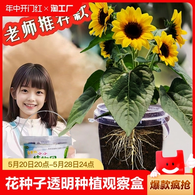 向日葵种子学生种植透明观察套装