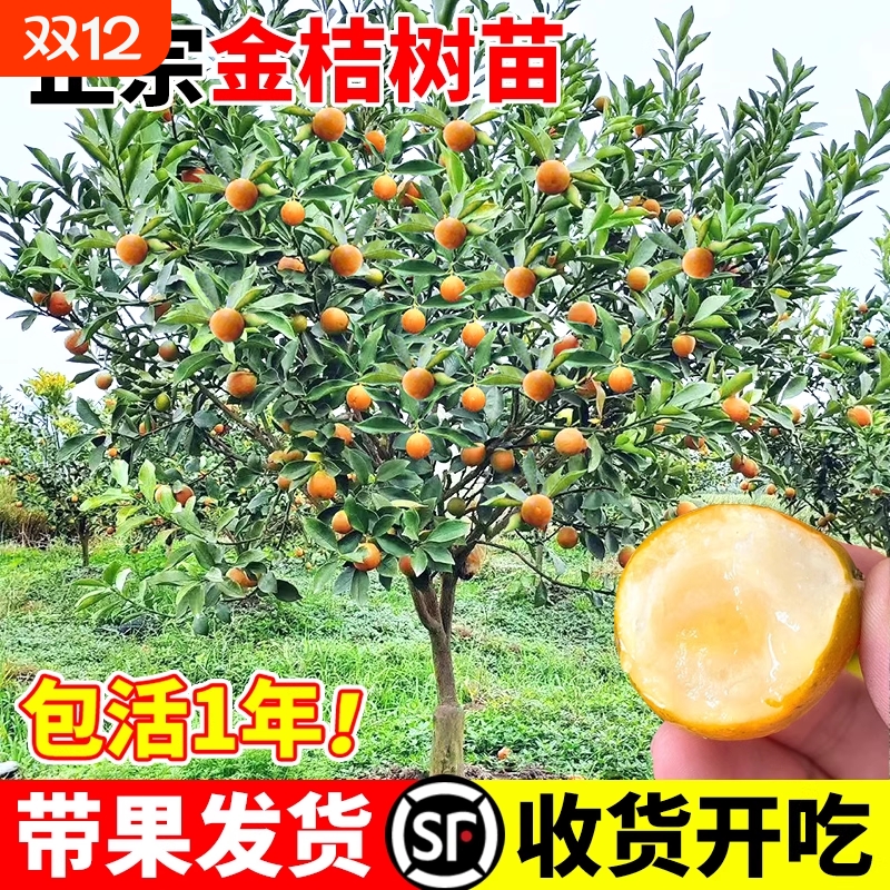 正宗赣南脐橙特大树苗果冻橙子水果树嫁接砂糖橘果苗当年结果盆栽