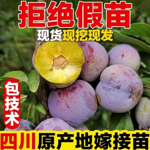 嫁接蜂糖李子脆红翠红树苗特大晚熟脱骨青脆李子果树苗南北方树苗