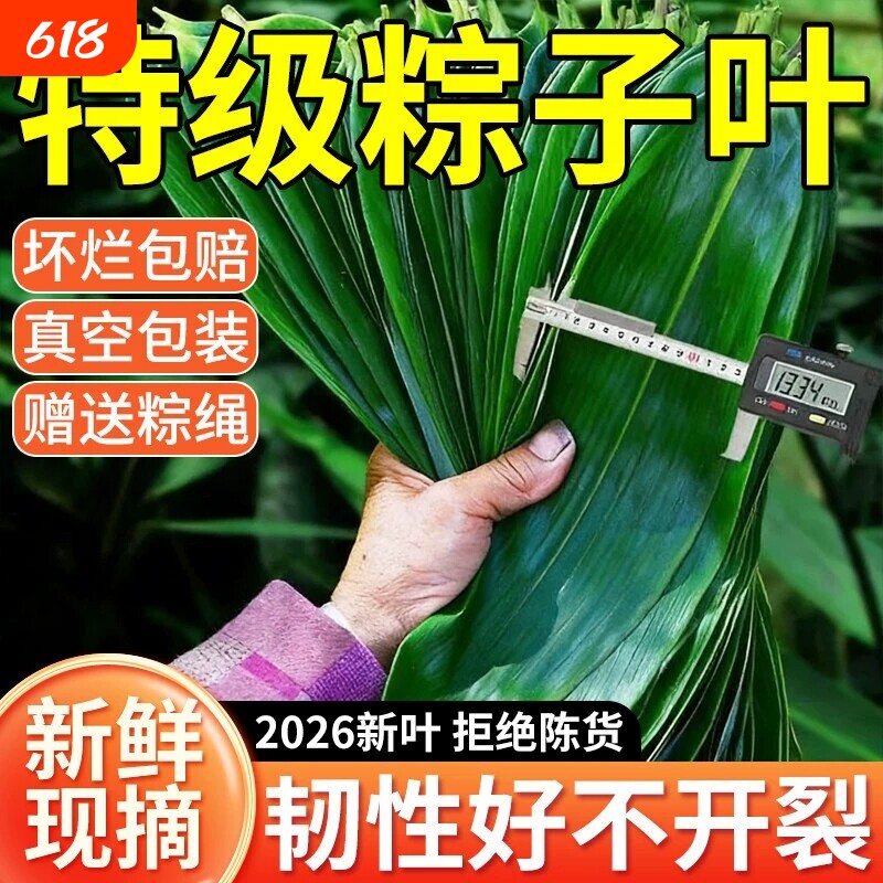 粽叶新鲜粽子叶特大号包粽子专用真空装粽叶天然野生现摘粽叶批发