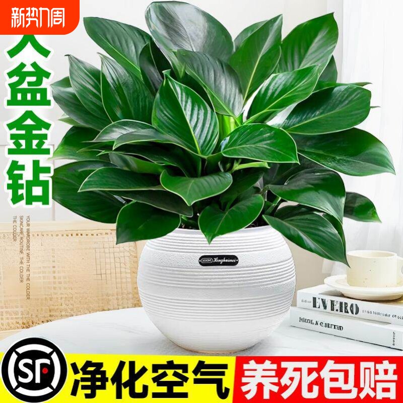 大盆金钻盆栽绿萝水培植物吸办公室内发财树绿植多肉大叶植物甲醛