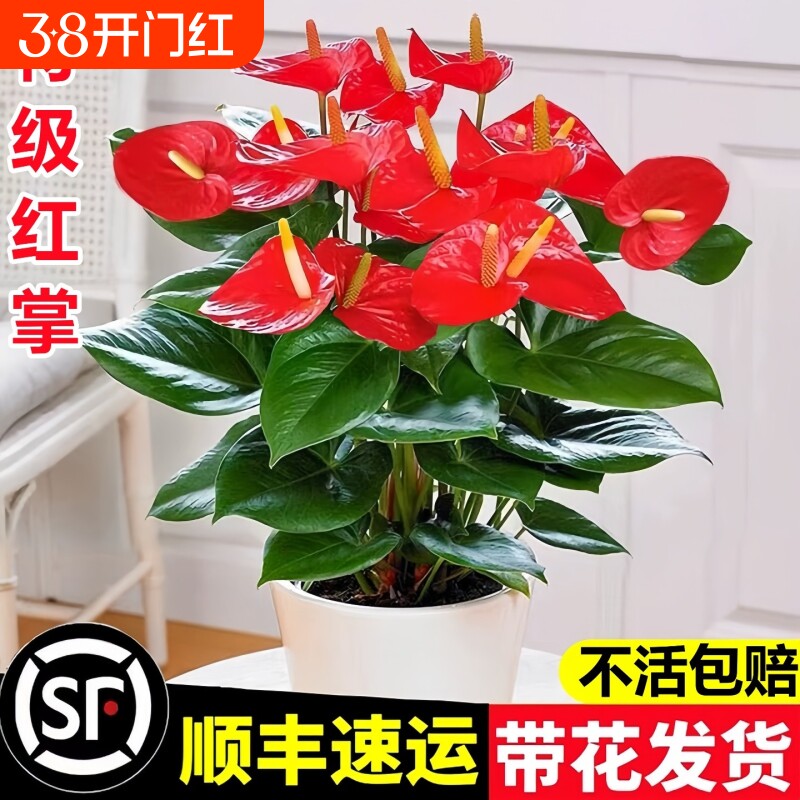 红掌盆栽花卉植物室内花水培四季好养开花绿植客厅带花摆放花期