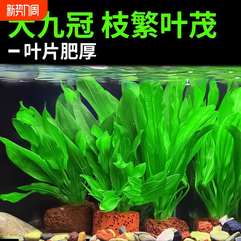 大叶九冠水草植物鱼缸造景阴性水培植物净化水质迷你绿九冠水草