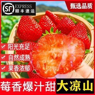 大凉山新鲜草莓露天孕妇水果当季甜红颜牛奶奶油梅顺丰现摘99冬
