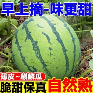 正宗麒麟西瓜水果新鲜当季8424美都西瓜现摘薄皮手撕西瓜整箱西瓜