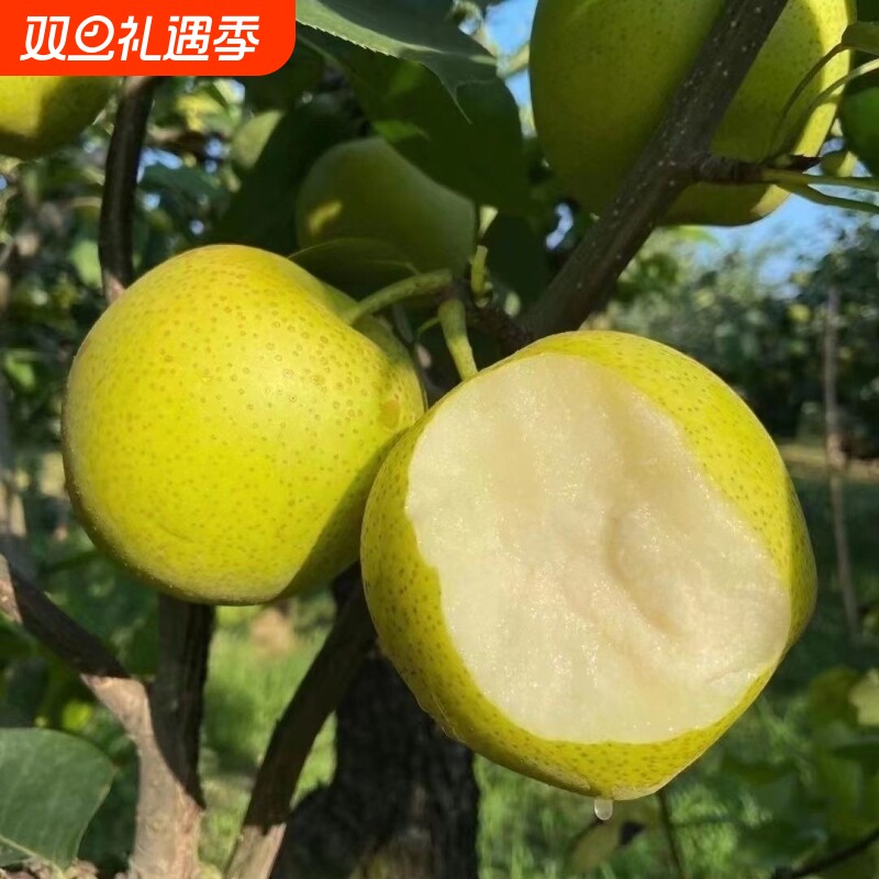 安徽砀山梨子新鲜青皮当季水果翠玉梨苹果梨皇冠梨翠冠梨蜜梨