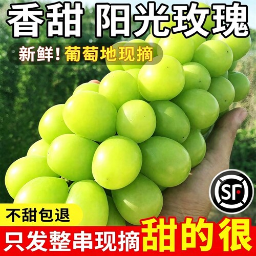 新鲜阳光玫瑰葡萄香甜多汁整箱