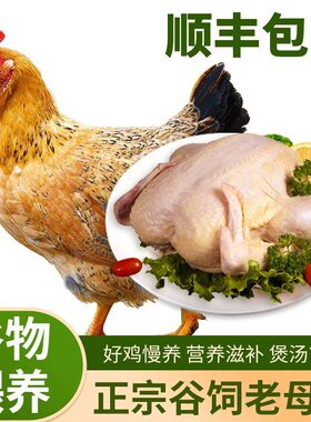 顺丰包邮黄油老母鸡整只生鲜
