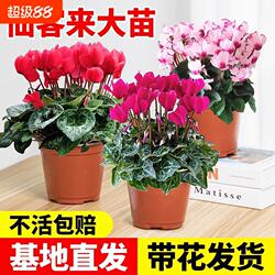 仙客来花苗盆栽带花苞重瓣长寿花卉四季开花好养植物鲜花大花小苗