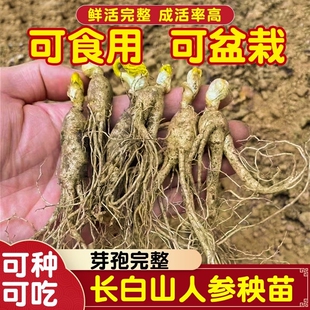 新鲜长白山脉人参种子室外盆栽盆景 可食用人参苗包邮