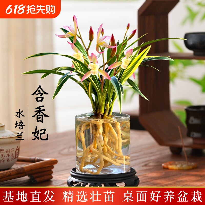 金边水培香水兰花苗四季兰好养室内阳台绿植浓香矮种桌面盆栽花卉