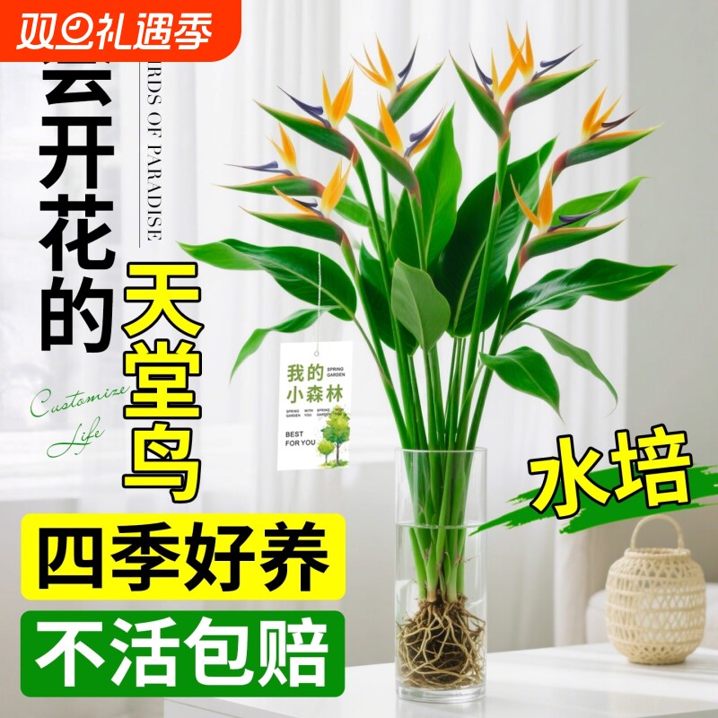 天堂鸟水培植物室内盆栽客厅办公室桌面绿植摆件四季好养活鹤望兰