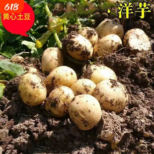新鲜小土豆湖北天门农家自种老品种小洋芋黄心土豆现挖蔬菜瓜果。