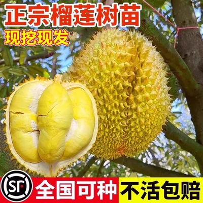 榴莲树苗正宗泰国金枕头榴莲树苗