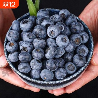 云南花香蓝莓鲜果当季孕妇蓝莓高山L25花香新鲜水果现摘顺丰空运