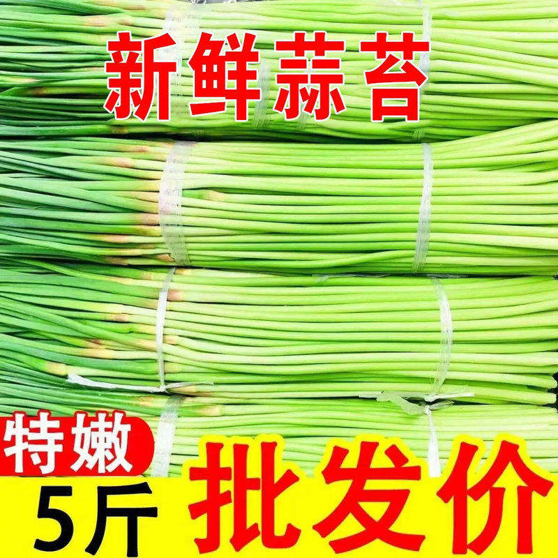 河南蒜苔新鲜现摘鲜嫩脆香农家自种蒜薹蒜毫蒜苗5斤包邮批发价