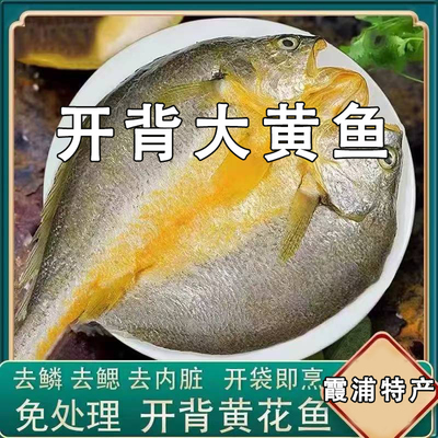 宁德黄鱼鲞霞浦黄花鱼开背黄鱼免杀免洗免处理生鲜海鲜活鱼制作