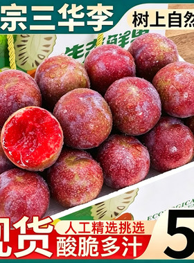 老树品质酸甜红心三华李