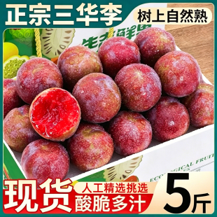 老树品质酸甜红心三华李新鲜农家水果钱排四月李子当季孕妇整箱