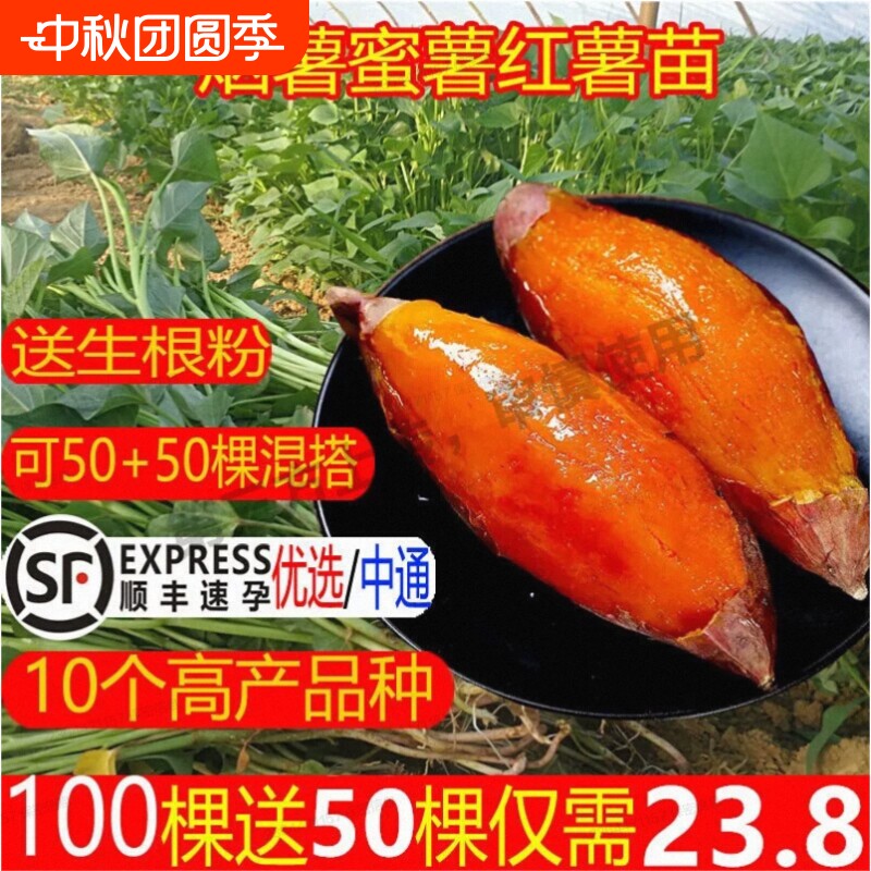 新鲜现挖沙地黄心蜜薯红薯软糯香甜早餐农家自种番薯糖心地瓜山芋