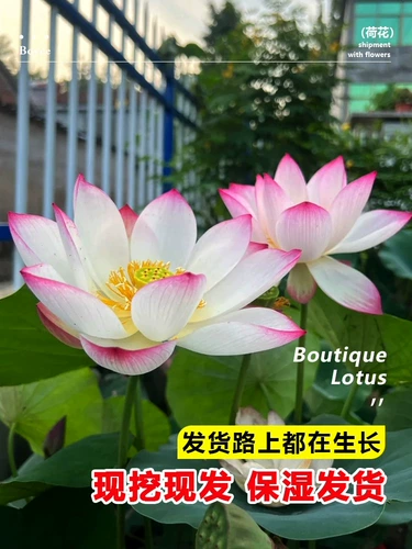 Посмотрите, как вода с лотосом, саженцы из равиоли лотоса, саженцы, вода лотоса, водяные лилии, семена семян цветов гидропонный пруд двор растения