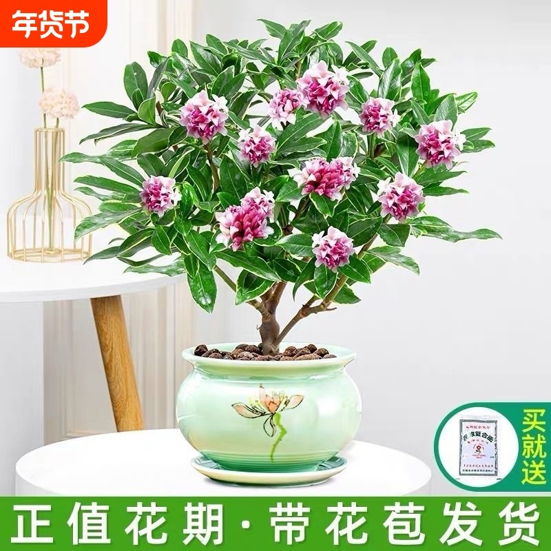 金边瑞香盆栽带花苞植物室内花卉老桩适合秋冬养耐寒年宵花开花,鲜花速递/花卉仿真/绿植园艺,时令草本花卉,淘宝优惠券,粉丝福利购,淘宝优惠卷