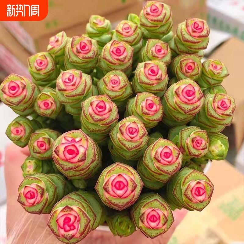 多肉植物钱串景天科办公室内桌面盆栽绿植小盆景花卉易成活