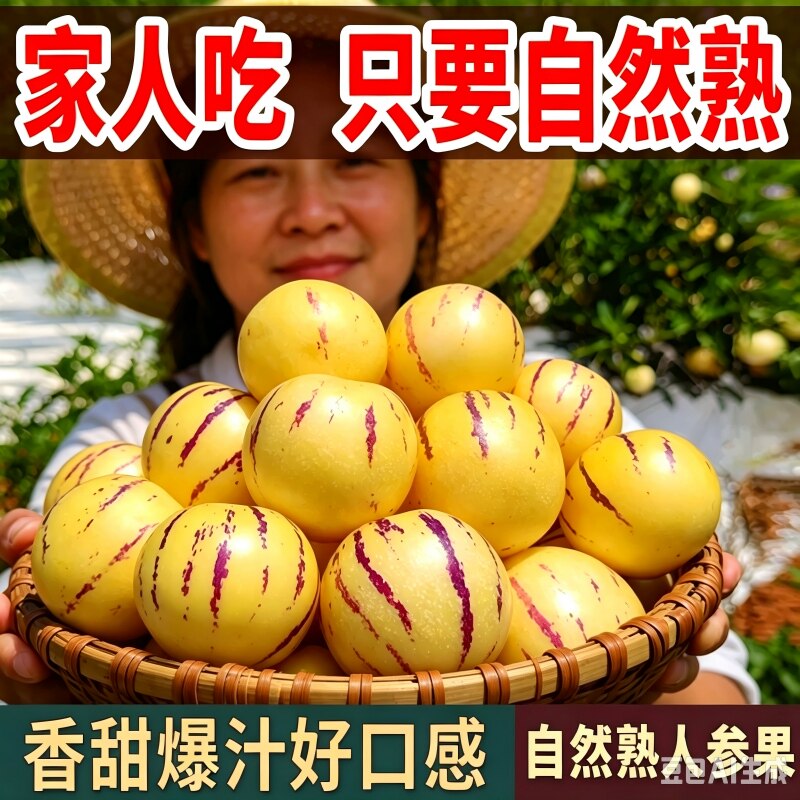 圆果黄心人生果苗秧春秋四季盆栽人参果水果苗当年结果树上熟正宗