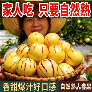 圆果黄心人生果苗秧春秋四季盆栽人参果水果苗当年结果树上熟正宗
