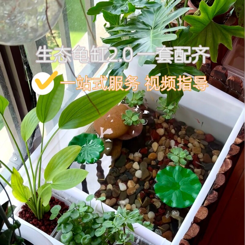 生态龟缸材料乌龟生态缸造景全套古法缸水培水杨梅海岛铜钱草水竹