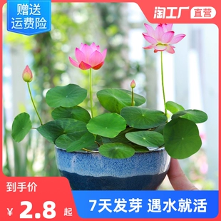 四季 开花碗莲种子水培植物花卉室内水养莲花好养荷花客厅睡莲盆栽