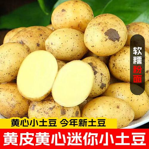 恩施小土豆新鲜富硒黄心