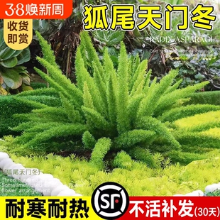狐尾天门冬盆栽苗阳台庭院花园地栽九尾狐四季常青耐寒好养绿植物